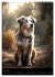 Australian Shepherd (Wandkalender 2026... - Bild 9