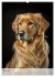 Golden Retriever - ein Hund für die... - Bild 11