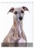 Whippets im Portrait (Tischkalender... - Bild 12