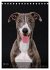 Whippets im Portrait (Tischkalender... - Bild 13