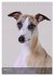 Whippets im Portrait (Tischkalender... - Bild 14