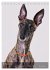 Whippets im Portrait (Tischkalender... - Bild 3