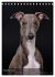 Whippets im Portrait (Tischkalender... - Bild 4