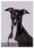 Whippets im Portrait (Tischkalender... - Bild 5