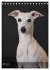 Whippets im Portrait (Tischkalender... - Bild 9