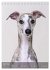 Whippets im Portrait (Tischkalender... - Bild 10