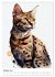 Katzen wie gemalt (Wandkalender 2026... - Bild 3