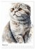 Katzen wie gemalt (Wandkalender 2026... - Bild 8