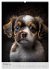 Zauberhafte Hundebabys (Wandkalender... - Bild 3