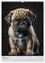 Zauberhafte Hundebabys (Wandkalender... - Bild 9