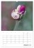 Helden in der Natur (Wandkalender 2026... - Bild 14