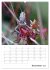 Helden in der Natur (Wandkalender 2026... - Bild 5