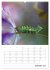 Helden in der Natur (Wandkalender 2026... - Bild 7