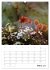 Helden in der Natur (Wandkalender 2026... - Bild 9