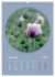 Rundherum Natur (Wandkalender 2026 DIN... - Bild 15