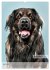 Hundekalender - Hunderassen im Portrait... - Bild 11