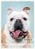Hundekalender - Hunderassen im Portrait... - Bild 12
