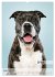 Hundekalender - Hunderassen im Portrait... - Bild 13