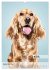 Hundekalender - Hunderassen im Portrait... - Bild 14