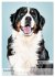 Hundekalender - Hunderassen im Portrait... - Bild 3
