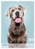 Hundekalender - Hunderassen im Portrait... - Bild 4
