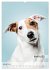 Hundekalender - Hunderassen im Portrait... - Bild 6