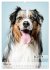 Hundekalender - Hunderassen im Portrait... - Bild 7