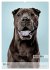 Hundekalender - Hunderassen im Portrait... - Bild 8