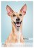 Hundekalender - Hunderassen im Portrait... - Bild 9