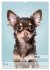 Hundekalender - Hunderassen im Portrait... - Bild 10