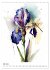 Aquarellmalerei - Blumen und Tiere im... - Bild 13