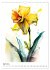 Aquarellmalerei - Blumen und Tiere im... - Bild 10