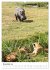 Serengeti Pur - Tansania (hochwertiger... - Bild 3