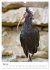 Der Waldrapp - Der etwas andere Vogel... - Bild 11