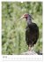 Der Waldrapp - Der etwas andere Vogel... - Bild 13