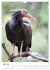 Der Waldrapp - Der etwas andere Vogel... - Bild 10
