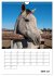 Liebenswerte Landtiere (Wandkalender... - Bild 12