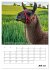 Liebenswerte Landtiere (Wandkalender... - Bild 13