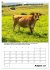 Liebenswerte Landtiere (Wandkalender... - Bild 14
