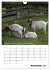 Liebenswerte Landtiere (Wandkalender... - Bild 15