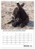 Liebenswerte Landtiere (Wandkalender... - Bild 3