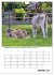 Liebenswerte Landtiere (Wandkalender... - Bild 7