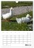 Liebenswerte Landtiere (Wandkalender... - Bild 9