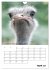 Liebenswerte Landtiere (Wandkalender... - Bild 10