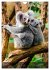 Koalas auf den Pelz gerückt... - Bild 12