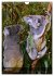 Koalas auf den Pelz gerückt... - Bild 14