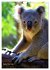 Koalas auf den Pelz gerückt... - Bild 15