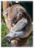 Koalas auf den Pelz gerückt... - Bild 5