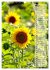 Leuchtende Sonnenblumen, sonnige... - Bild 13
