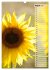 Leuchtende Sonnenblumen, sonnige... - Bild 14